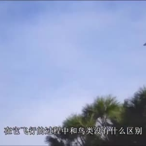 農(nóng)村小伙發(fā)明飛鳥無人機，沒有螺旋槳，飛行跟真鳥毫無差別 ...