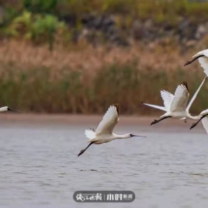 讓鳥兒自由飛翔！無人機(jī)拍鳥，這樣的打卡方式應(yīng)禁止
