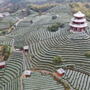 廣西三江茶園雪景美如畫(huà)
